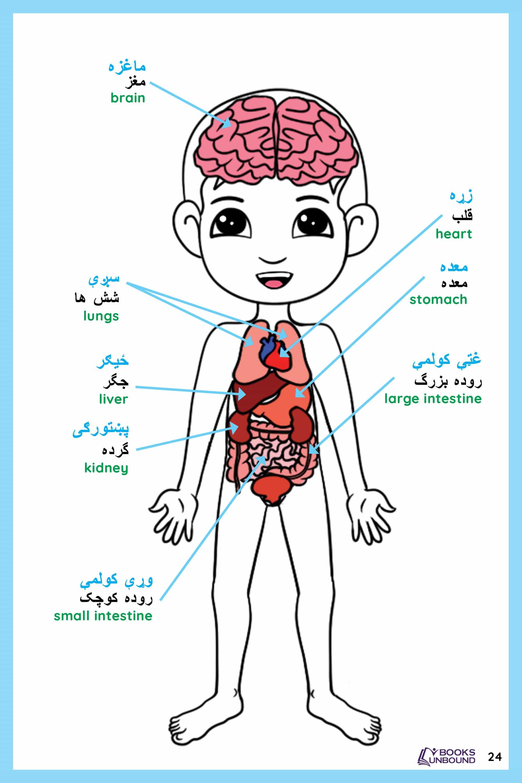 Parts of the body in Afghan Picture Dictionary